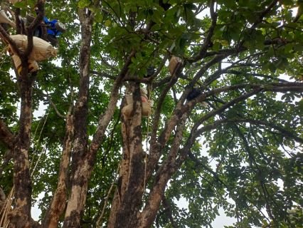 अनूपपुर12जनवरी25*हाथी के डर से बैगा परिवार ने पेड़ में टांगे अनाज एवं दैनिक सामग्री* अनूपपुर12जनवरी25*हाथी के डर से बैगा परिवार ने पेड़ में टांगे अनाज एवं दैनिक सामग्री*