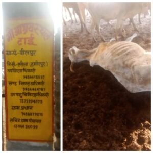 हमीरपुर16जनवरी25*भूख व सर्दी की पुख्ता इंतजाम न होने के कारण आये दिन पशुओं की मृत्यू हो रही है।