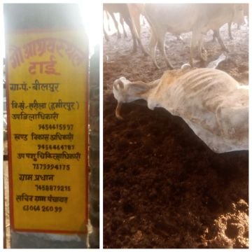 हमीरपुर16जनवरी25*भूख व सर्दी की पुख्ता इंतजाम न होने के कारण आये दिन पशुओं की मृत्यू हो रही है।