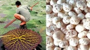 दरभंगा04फरवरी25*5 साल में 3 गुना बढ़ी मखाने की खेती, मालामाल होंगे किसान।