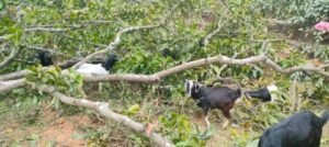 भागलपुर11फरवरी25*SLIGG पैतृक जमीन पर दबंगों ने किया अवैध कब्जा 