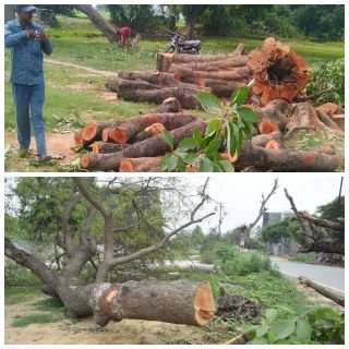 कानपुर नगर18मार्च25*घाटमपुर थाना क्षेत्र में दबंग वन माफियाओं ने घाटमपुर वन विभाग और पुलिस की मिली भगत से हरे पेड़ों की सत्यानासी। कानपुर नगर18मार्च25*घाटमपुर थाना क्षेत्र में दबंग वन माफियाओं ने घाटमपुर वन विभाग और पुलिस की मिली भगत से हरे पेड़ों की सत्यानासी।