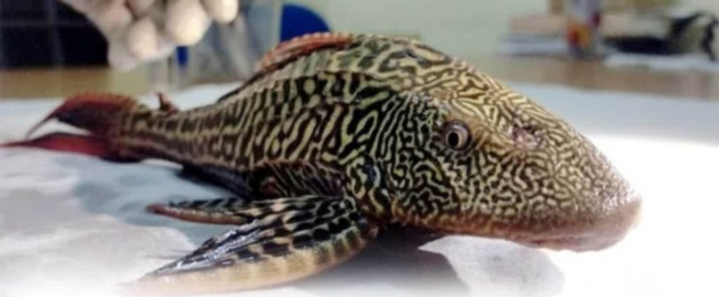 मोतिहारी19मार्च25*मोतिहारी  में मिली 'शिकारी' मछली, जाल में फंसी तो चौंक गये लोग, जानें खासियत*