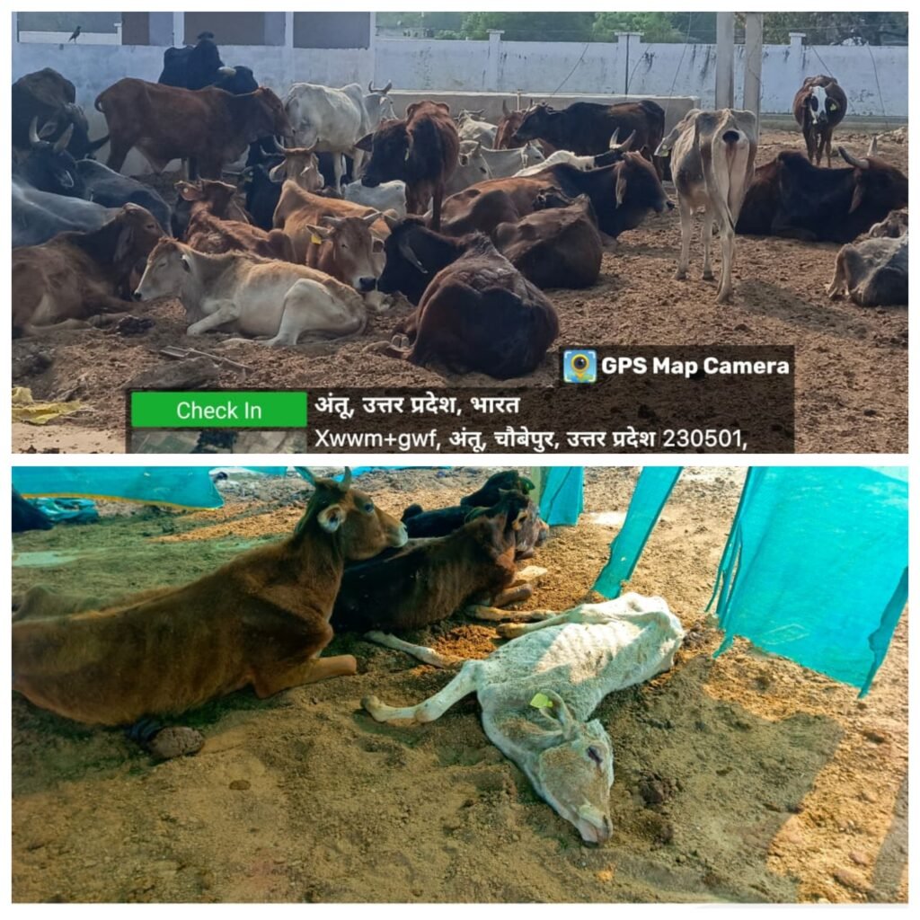 प्रतापगढ़ 09अप्रैल25*कान्हा गौशाला में चारे के आभाव में तड़प-तड़प कर दम तोड़ रहे गोवंश।*