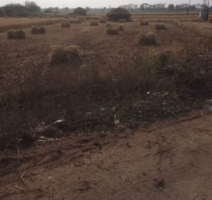 मुंगेर11अप्रैल25*बे मौसम बारिश से खेतों में लगी गेहूं की फसल को भारी नुकसान , किसान परेशान