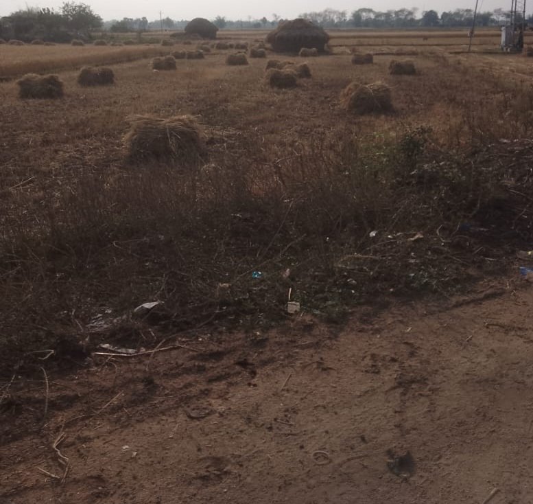 मुंगेर11अप्रैल25*बे मौसम बारिश से खेतों में लगी गेहूं की फसल को भारी नुकसान , किसान परेशान