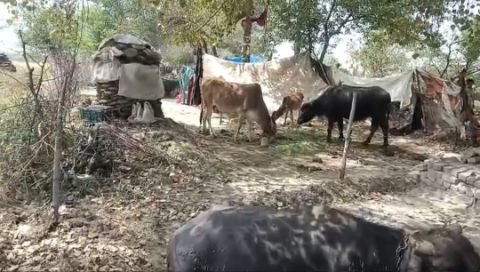 मथुरा04अप्रैल25*जहांगिर पर खादर के पीड़ित किसानों की नहीं हो रही कोई सुनवाई