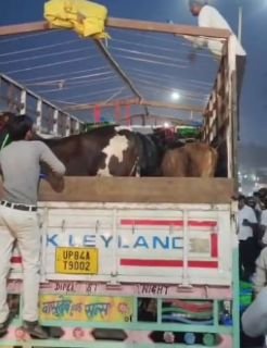 बुलंदशहर17अप्रैल25*किसान नेताओं ने पकड़ा गोवंश से भरा ट्रक