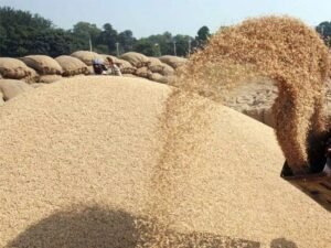 उत्तर प्रदेश13मई25* में करोड़ों का धान खरीद घोटाला |