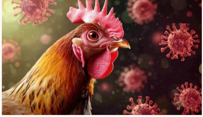 *वाराणसी17मई25* प्रदेश में बर्ड फ्लू को लेकर अलर्ट जारी किया गया है।