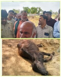 मथुरा08मई 25*बिजली टीम विभाग की लापरवाही से मरी दो भैंस
