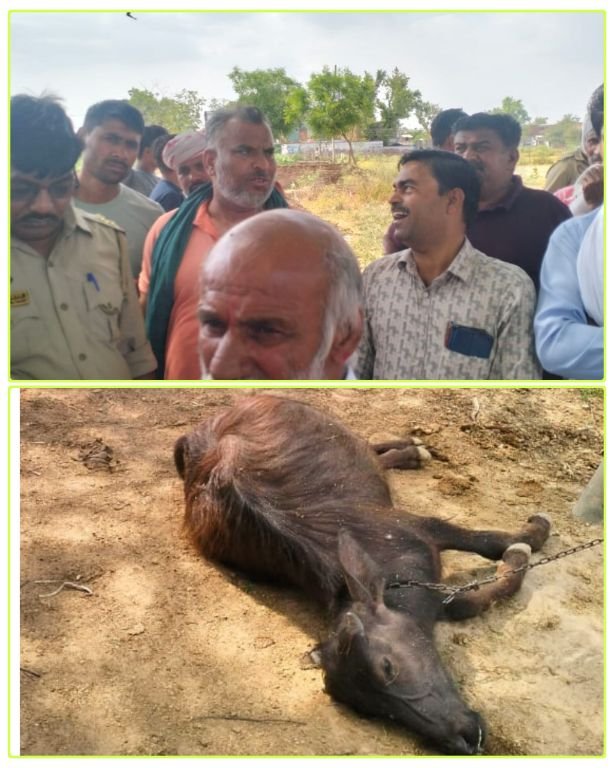 मथुरा08मई 25*बिजली टीम विभाग की लापरवाही से मरी दो भैंस