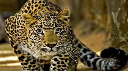 बिजनौर19मई25*आदमखोर गुलदारों के कब्जे में बिजनौर,एक साल में इतनी हुईं मौतें,आंकड़े दे रहे गवाही*