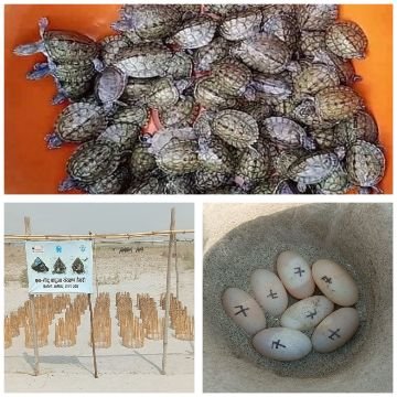 अलीगढ़23मई25*कछुए गंगा को कर रहे हैं साफ,बढ़ रहा हैं इनका कुनबा,10 जिलों में 10 हजार कछुए छोड़े गए गंगा में*