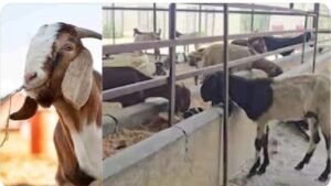 बागपत07जून25*जैन समुदाय ने 5000 गज में खोली ‘बकराशाला’, ₹44 लाख देकर ‘कुर्बानी’ वाले 400 बकरे बचाए