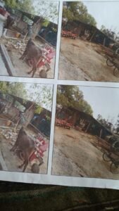 अयोध्या22जून25खलिहान की भूमि के आंशिक भाग में अवैध कब्जा,हल्का लेखपाल की रिपोर्ट बता रही खाली