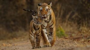 *कर्नाटक28जून25: एक बाघिन और चार शावकों की मौत, जांच के लिए टीम गठित*....