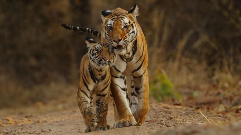 *कर्नाटक28जून25: एक बाघिन और चार शावकों की मौत, जांच के लिए टीम गठित*....