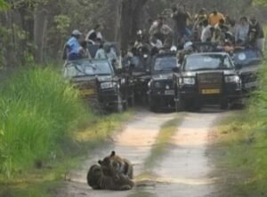 पीलीभीत16जून25*जंगल सफारी पर ब्रेक,दुधवा टाइगर रिजर्व पर्यटकों के लिए 5 माह तक बंद,अब नवंबर में होगा बाघों का दीदार*