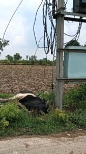 अलीपुर06जुलाई25* गांव में बिजली विभाग की लापवाही बिजली की चपेट में आने से गोवंश की मौत