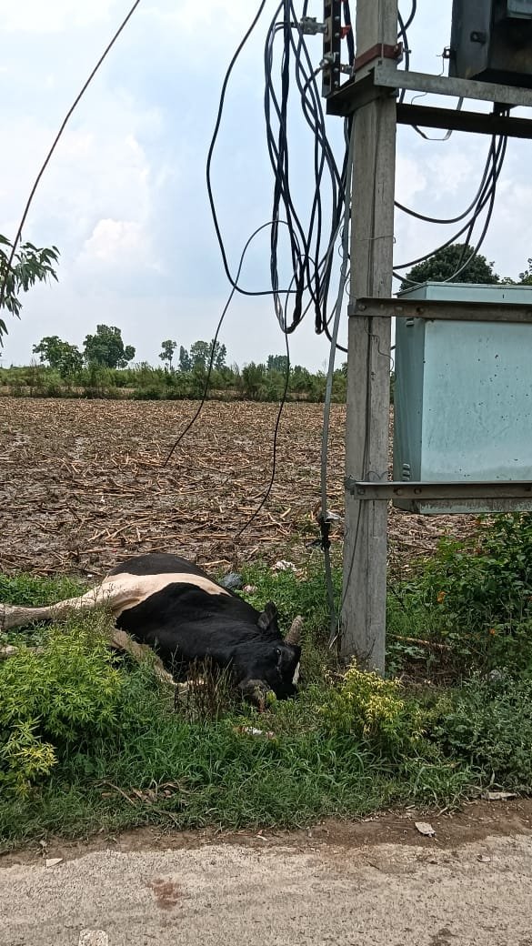 अलीपुर06जुलाई25* गांव में बिजली विभाग की लापवाही बिजली की चपेट में आने से गोवंश की मौत
