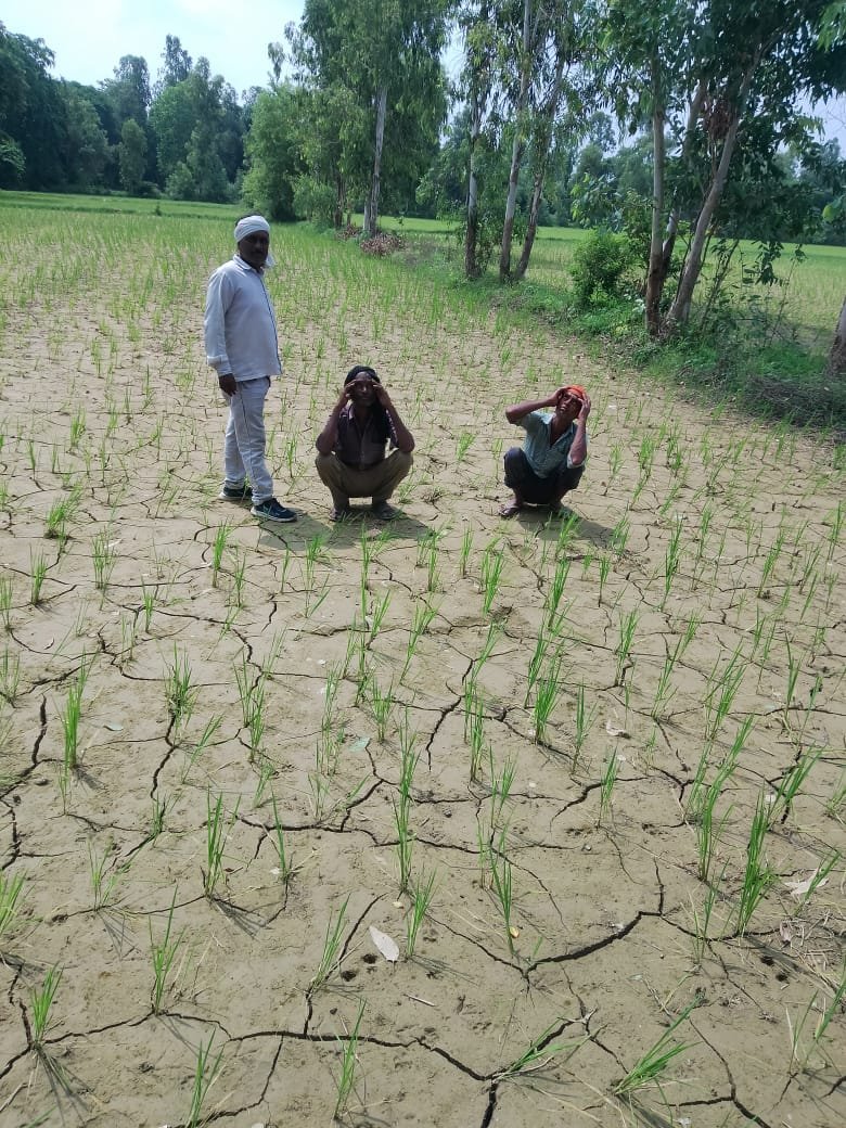 अयोध्या 23जुलाई25*बारिश न होने से किसानों की फसलें खतरे में