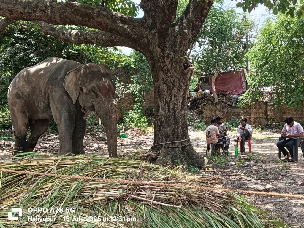 *हलियापुर25जुलाई25* में पकड़े गए हाथी के महावत रोजन अली को मिली जमानत, जेल से छूटकर पहुंचे घर* *हलियापुर25जुलाई25* में पकड़े गए हाथी के महावत रोजन अली को मिली जमानत, जेल से छूटकर पहुंचे घर*