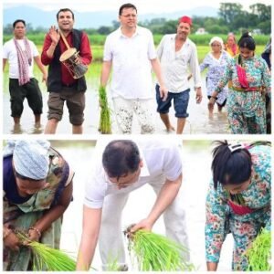 देहरादून5जुलाई25*मुख्यमंत्री पुष्कर सिंह धामी ने खेत में धान रोपाई कर किसानों को किया नमन