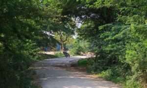 प्रतापगढ़6जुलाई2025*सड़क किनारे लटकते बबूल के पेड़ बने जानलेवा, हादसों का डर*