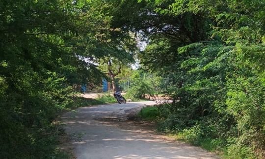 प्रतापगढ़6जुलाई2025*सड़क किनारे लटकते बबूल के पेड़ बने जानलेवा, हादसों का डर*