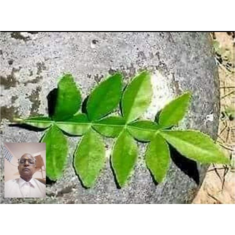 उत्तराखंड11जुलाई25*यूपीआजतक न्यूज चैनल पर बेलपत्र कब न तोड़ें