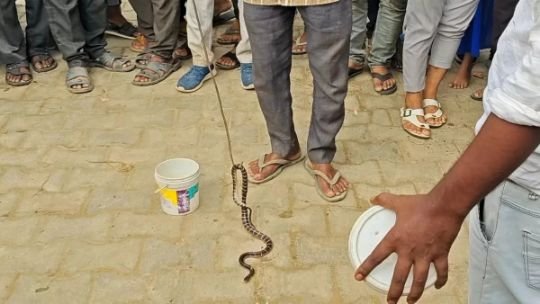 मथुरा14जुलाई25*नागिन का बदला पूरा! एक ही परिवार के तीन लोगों को डसा, पूरे गांव में मची दहशत..!*