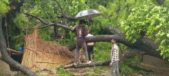 कौशाम्बी17जुलाई25*बारिश के चलते छप्पर पर गिरा पेड़ बाल बाल बचे परिजन*