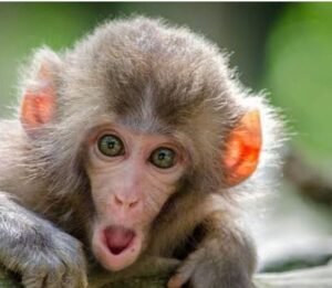 कोटद्वार23अगस्त25*शरारती बंदर लोगों के घर के बाहर लगी बेल बजाकर लोगों को परेशान कर रहे हैं।*