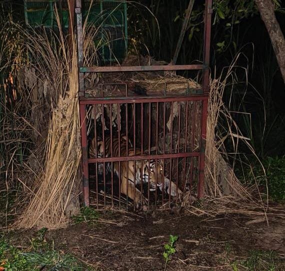 लखीमपुर खीरी28अगस्त25*कई दिनों से घूम रहे बाघ को वन विभाग की टीम ने कड़ी मशक्कत के बाद पिंजरे में क़ैद किया।