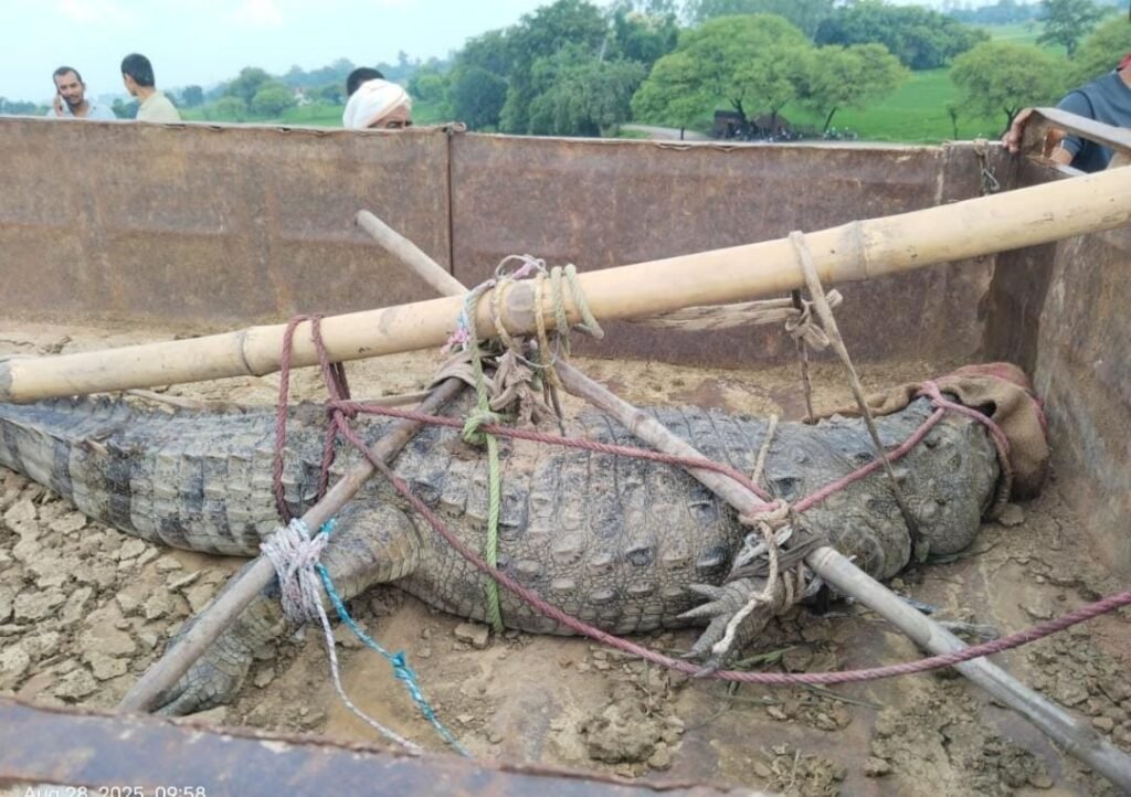 मिर्जापुर28अगस्त25*गांव में मगरमच्छ घुसने से मचा हड़कंप : दो घंटे तक मगरमच्छ ने छकाया* मिर्जापुर28अगस्त25*गांव में मगरमच्छ घुसने से मचा हड़कंप : दो घंटे तक मगरमच्छ ने छकाया*