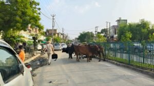 पंजाब28अगस्त25*नगर थाना के बाहर आवारा पशुओं के कारण लोग परेशान