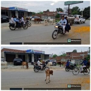 मिर्जापुर: 2अगस्त 25 *शासन के निर्देशों की पशुपालन विभाग व ईओ कर रहे अनदेखी*