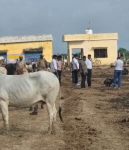 कानपुर नगर10अगस्त25*उप जिलाधिकारी बिल्हौर ने किया वृहद गौशाला का निरीक्षण