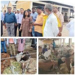 कानपुर नगर13अगस्त25*सीडीओ दीक्षा जैन द्वारा बृहद गौवंश आश्रय स्थल, कमालपुर खोदन का निरीक्षण किया गया।