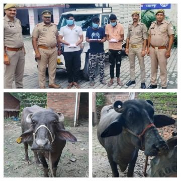 सहारनपुर14अगस्त25*थाना चिलकाना पुलिस की आज पशु चोरों से हुई भीषण मुठभेड़*