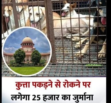 नई दिल्ली22अगस्त25*शेल्टर होम नहीं, नसबंदी ही सही हल...', आवारा कुत्तों पर सुप्रीम कोर्ट का बड़ा फैसला* नई दिल्ली22अगस्त25*शेल्टर होम नहीं, नसबंदी ही सही हल...', आवारा कुत्तों पर सुप्रीम कोर्ट का बड़ा फैसला*