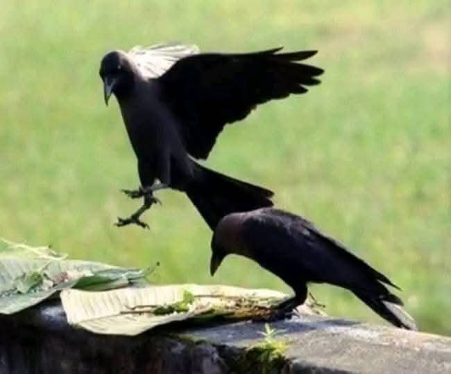 अरिद्वार 15सितम्बर 25*क्यो हमारे पुर्वज पितृपक्ष मे कौवों के लिए खीर बनाने को कहते थे.......? अरिद्वार 15सितम्बर 25*क्यो हमारे पुर्वज पितृपक्ष मे कौवों के लिए खीर बनाने को कहते थे.......?