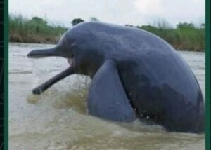 अयोध्या2सितम्बर25*सोमवार को कटरा बाजार के पास सरयू नहर में दिखी डॉल्फिन*