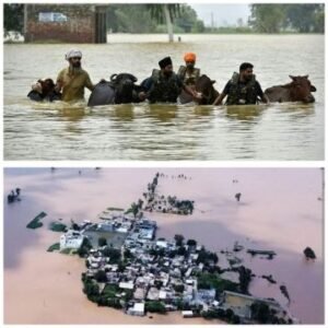 पंजाब5सितम्बर25*पंजाब के सभी 23 जिले बाढ़ प्रभावित घोषित,