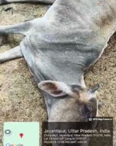 कौशाम्बी7सितम्बर25*बारियावा गांव के गौशाला में भूख प्यास और चिकित्सा के अभाव में दम तोड़ रहे गौवंश*