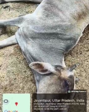 कौशाम्बी7सितम्बर25*बारियावा गांव के गौशाला में भूख प्यास और चिकित्सा के अभाव में दम तोड़ रहे गौवंश*