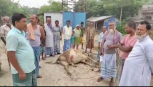पूर्णिया बिहार 10 सितंबर25*बिजली विभाग की बड़ी लापरवाही की वजह से 45 हजार की एक गाय की मौत