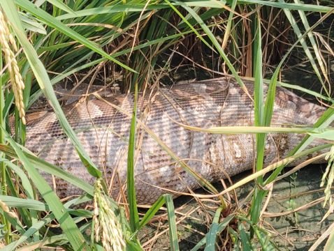 अयोध्या23सितम्बर25*धान के खेत में विशालकाय अजगर देखकर गांव में मचाम हड़कंप