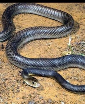 हरदोई30सितम्बर25*कच्चे घर में सोते समय सांप ने काटा, मां-बेटी की मौत से टूटा परिवार